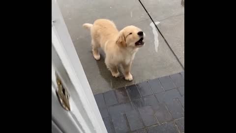 Cute and Funny Cat Dog