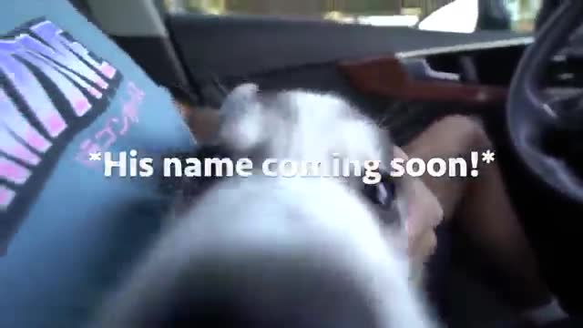 Gohan Meets His Puppy Son For The First Time!