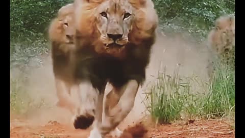 The King of Lion