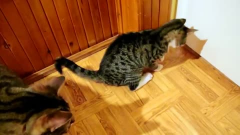 Cute Kitten Steals a Cat Doormat