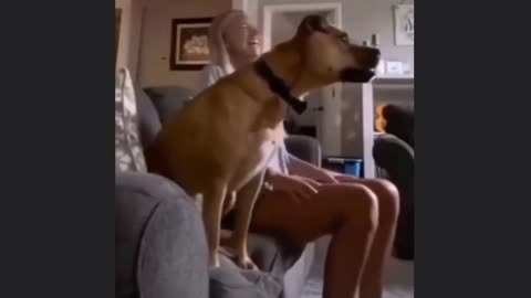 Don't try to hold back your laughter when you see the funniest dogs.