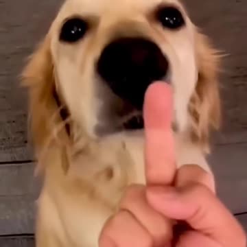 Dog’s Reaction In The Face Of The Middle Finger 😂 So Funny