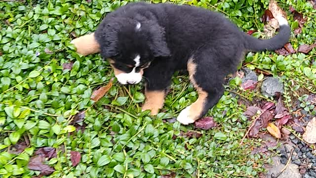 New Bernese mountain puppy