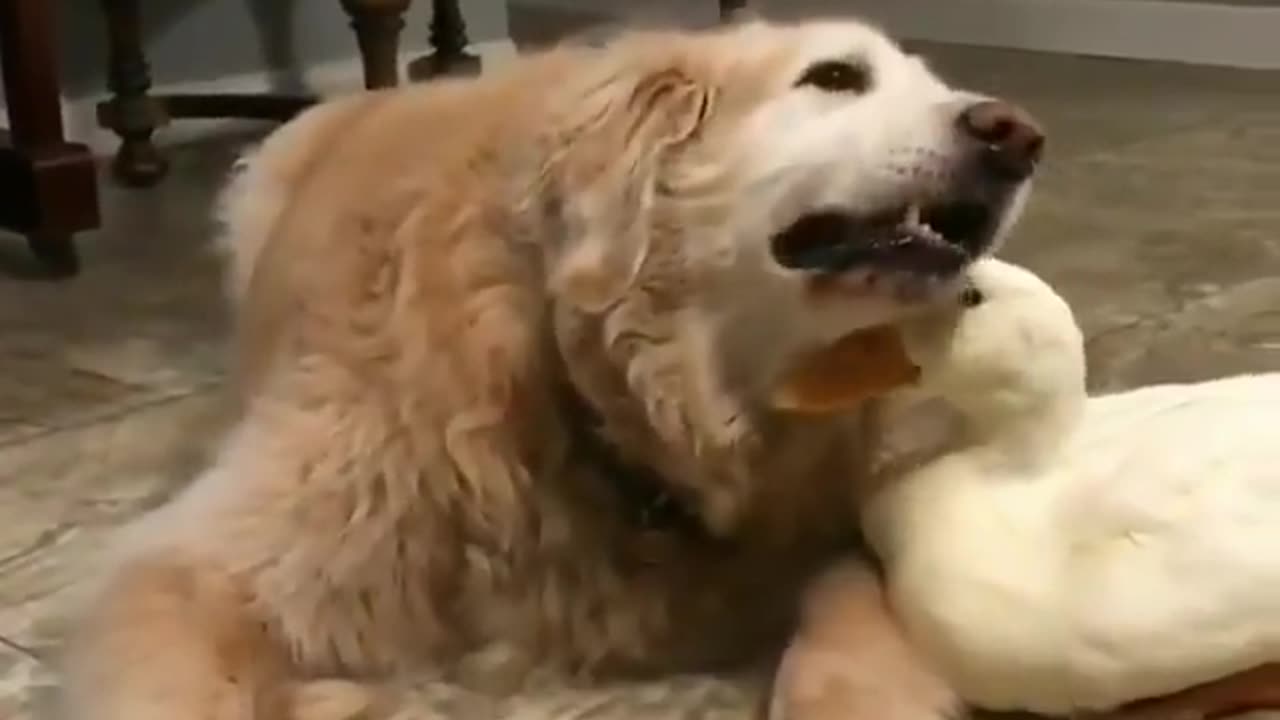 Dog & duck