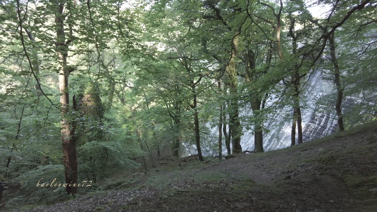 A (slightly perilous) woodland walk to Burrator Dam, Devon