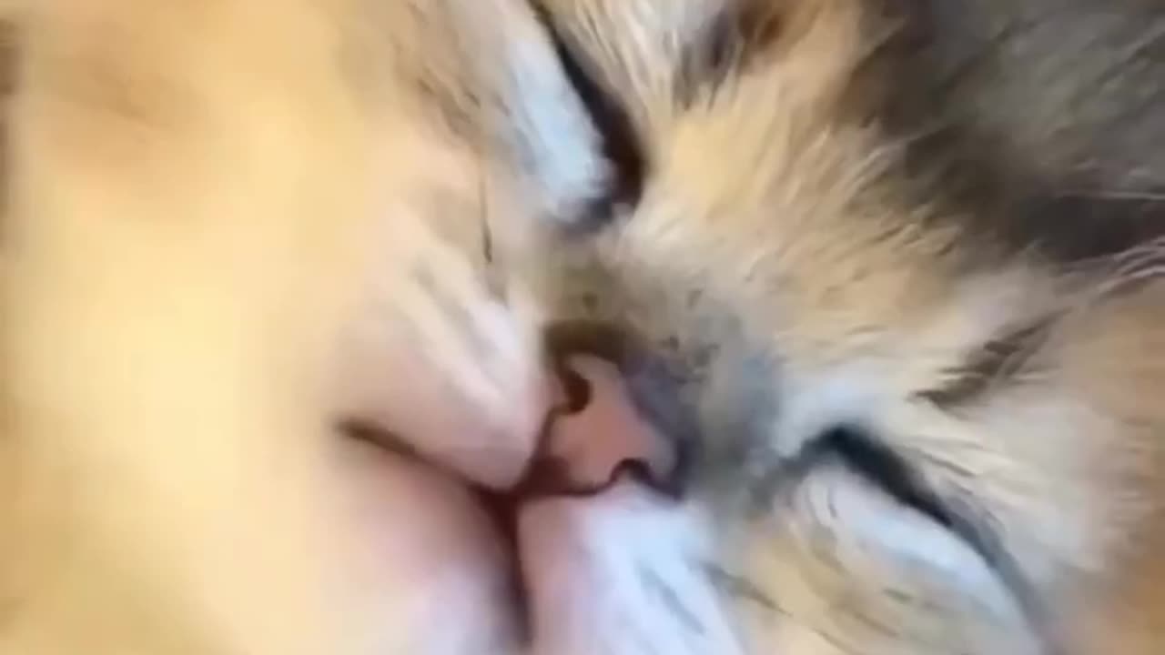 Kitten cutest Reactions 😂🐈