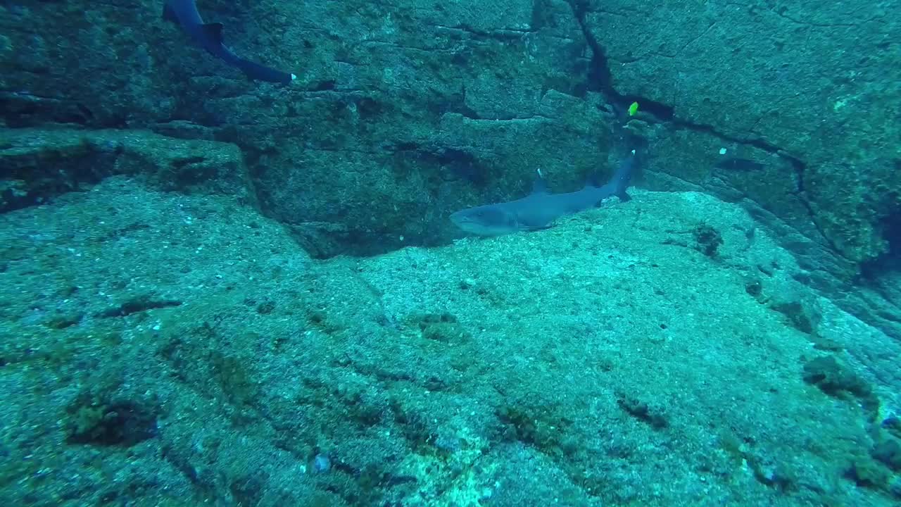 DIVER & SHARKS GET FACE TO FACE