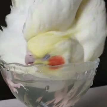 Cockatiel bird playing with water, very fun