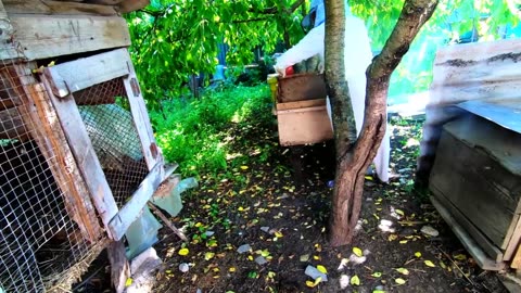 A BEESHIVE FARM IN MOLDOVA