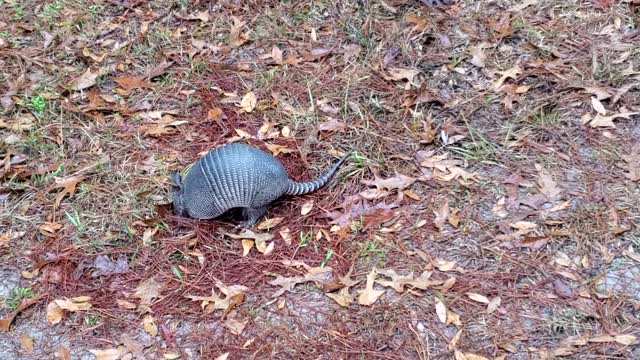 "Armadillo" foraging for food.