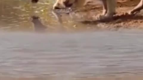 Unexpected Friendship: Lion and Zebra Share a Drink by the River
