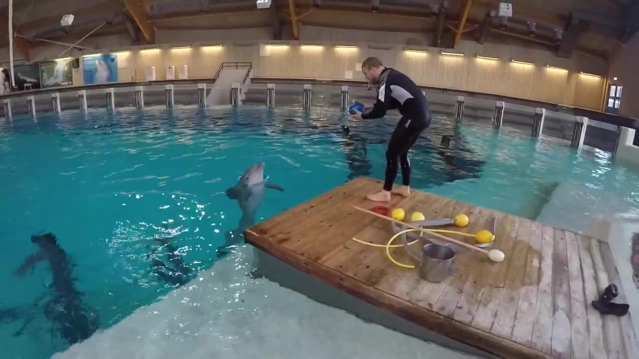 Dolphin training in water