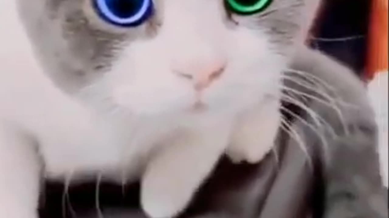 Cat with one eye blue and the other is green #shorts #viral #shortsvideo #video