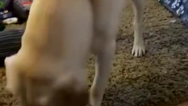 wired behaviour of dogs