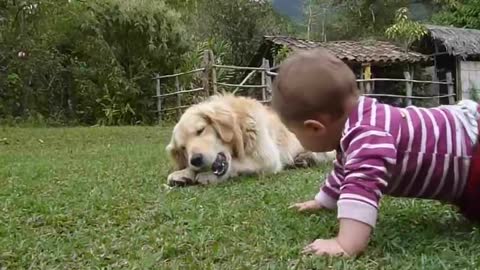 A Golden Retriever, a Baby and a Tennis Ball