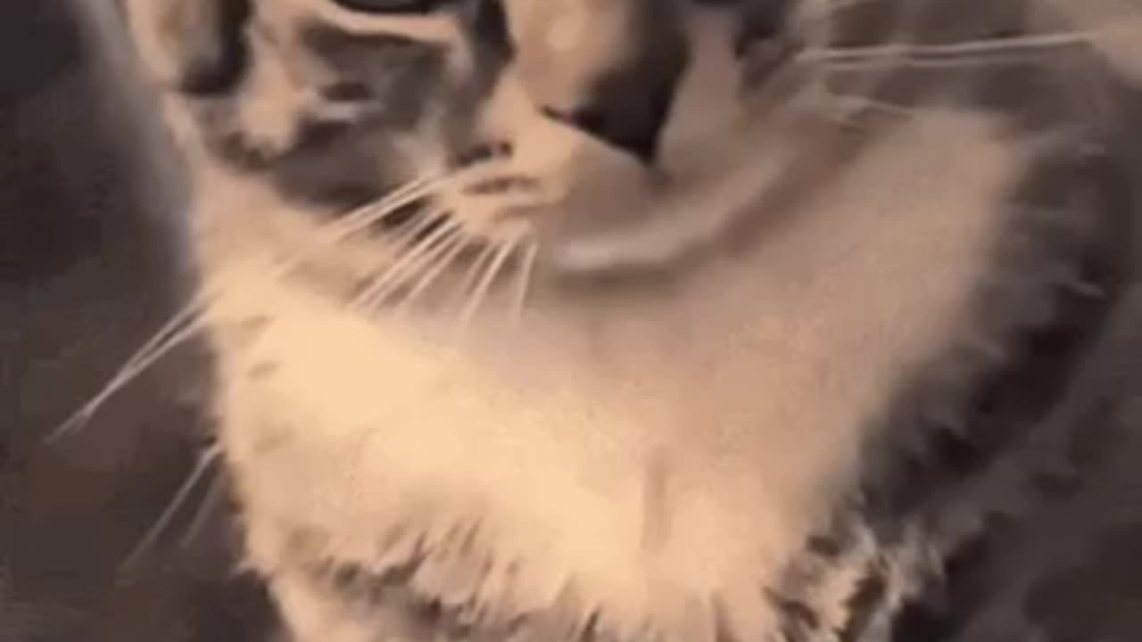Cute Cat Gif