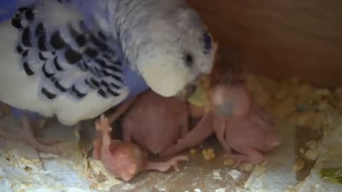 Watch 5 baby budgies growing day by day2