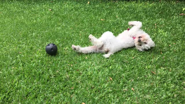 Funny dog and the black ball