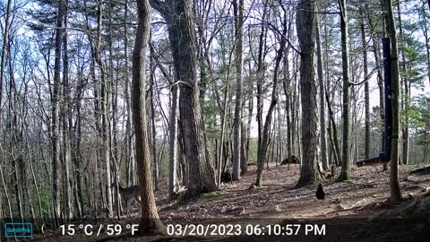 The Woods – 03/21/2023