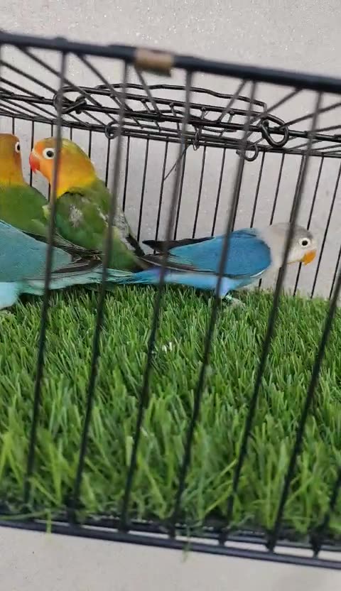 Parrot searching food in kitchen