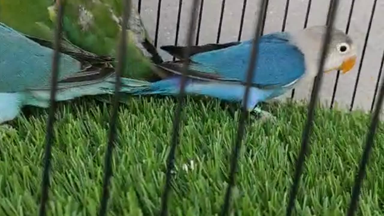 Parrot searching food in kitchen