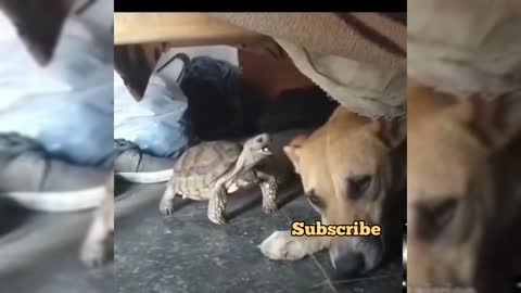 Just for Laughs - Dog Vs Turtle , Dog bites the tortoise