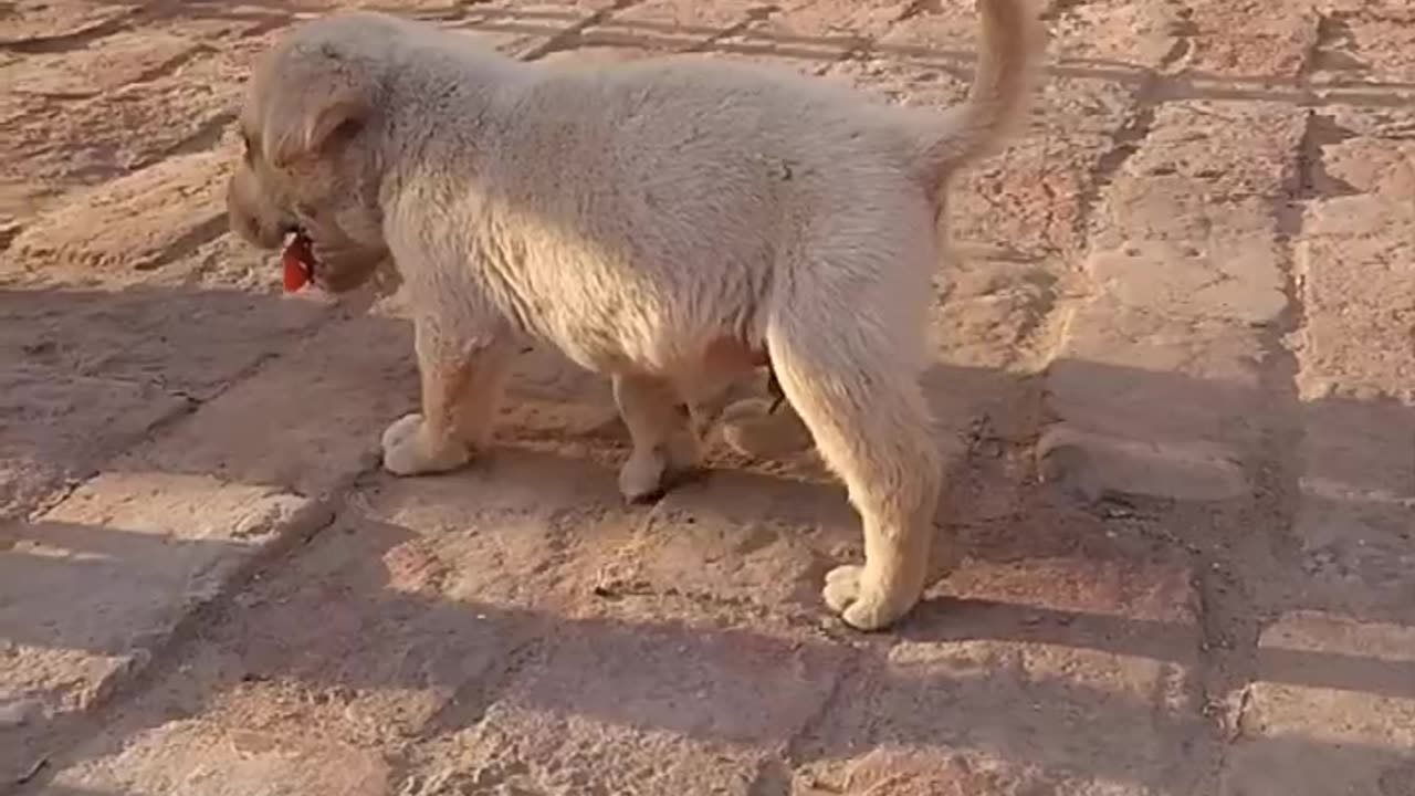 Watch This Fearless Puppy Walk Like a Lion: A Video of Courage and Cuteness! #youtubeshorts #shorts