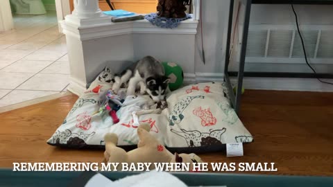 Remembering My Husky When He was Small