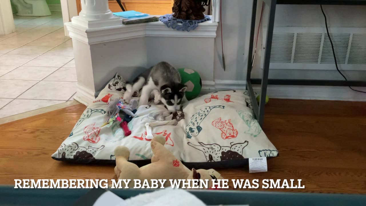 Remembering My Husky When He was Small