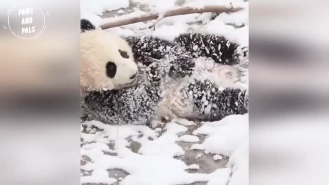 Baby Pandas playing with Zookeeper