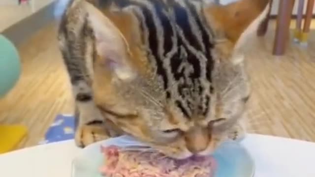 Yaami#foryou #animal #babe #funny #cute #cat #eat #food