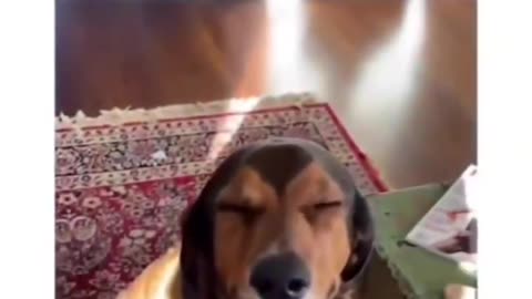 My dog pretended to have no eyes so I can't show her the pencil he ate🤣😂🤣