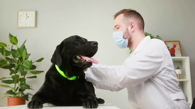 Veterinarian man conducting examination of black labrador. Doctor examining dark retriever dog