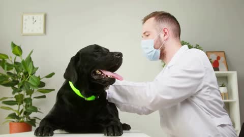 Veterinarian man conducting examination of black labrador. Doctor examining dark retriever dog
