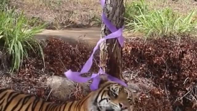 It's Tiger's birthday, isn't it?