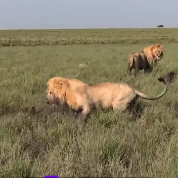 Why don't lions eat hyena meat?