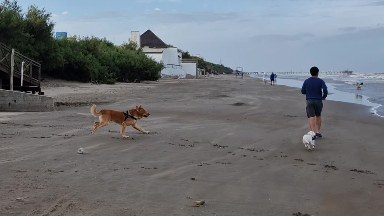 Playful Golden Retriever Takes Guy Out