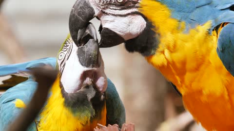 Beautiful macaw videos