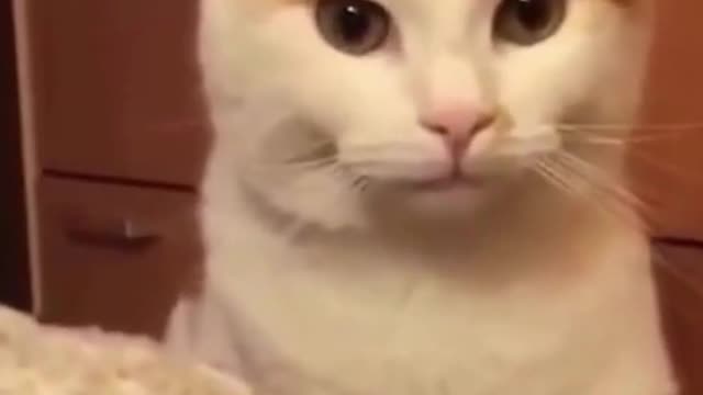 46- Cute, cute and happy as they should be #funny