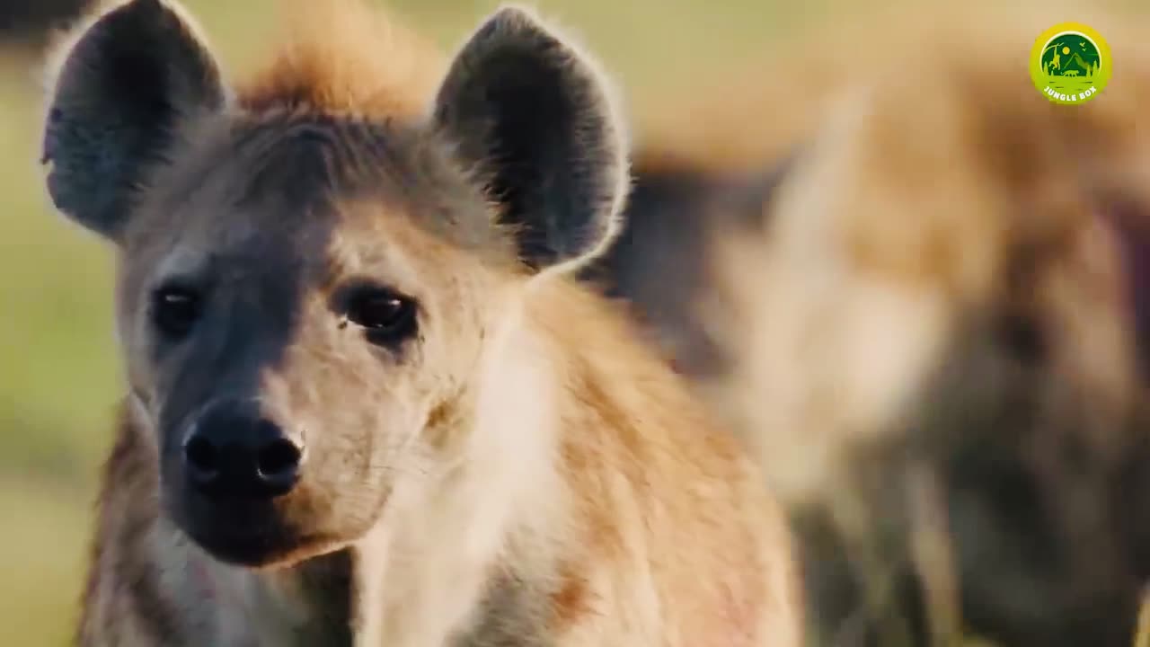 Innocent Baby Elephant Was Slaughtered By Pack Of Bloodthirsty Wild Dogs In Front Of Its Mother