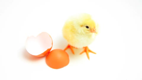 The funny chick