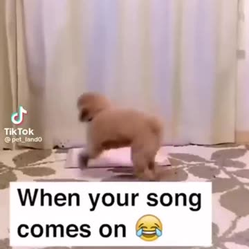 funny adorable dog very funny video#rumble