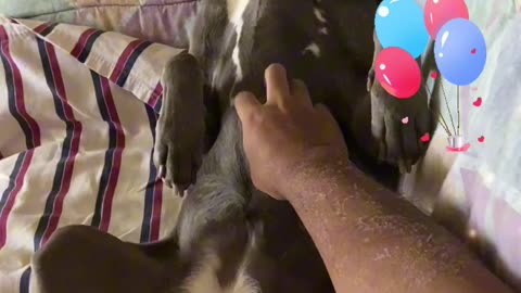 Dog math
