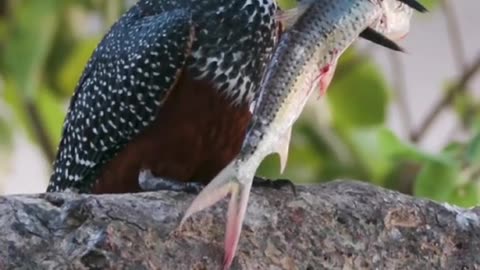 Close-up of a Giant Kingfisher with a small fish in its beak, banging it againsta branch, Zimbabwe