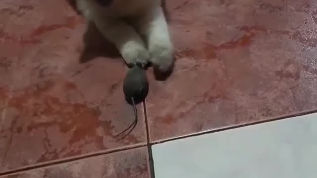 Cat playing with mouse