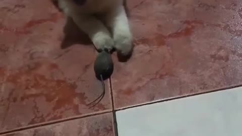 Cat playing with mouse