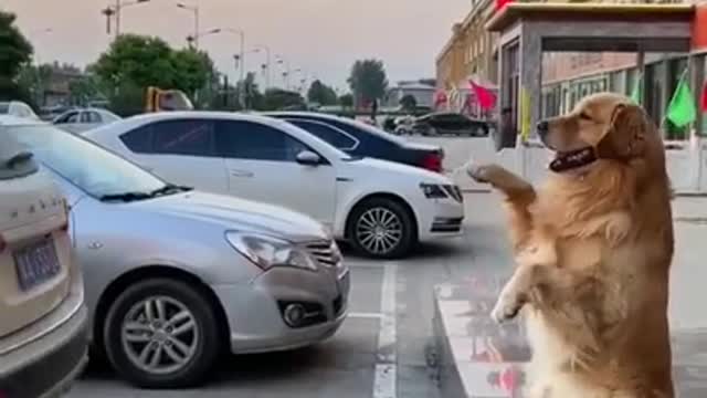 🤣 Funniest Smart Dog🐶 Dogs 2021 - Awesome Funny Pet Animals Life Videos 😇