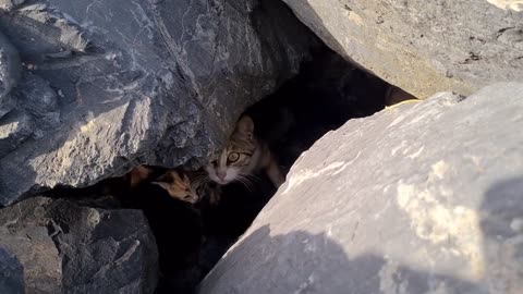 Poor mother cat hiding in the cliffs to protect her Kittens.