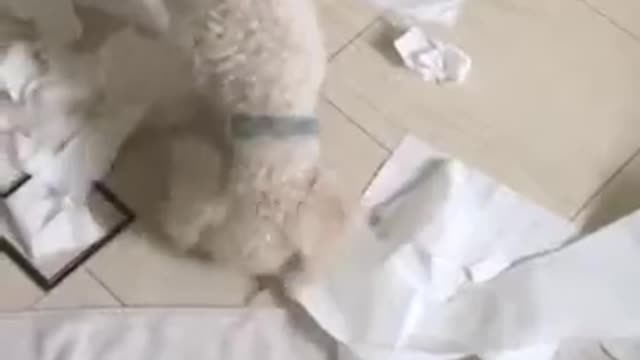 Doggo ate the toilet roll!