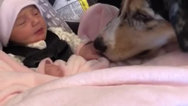 Love at First Sight- Australian Shepherd Meets Owner's Newborn Baby